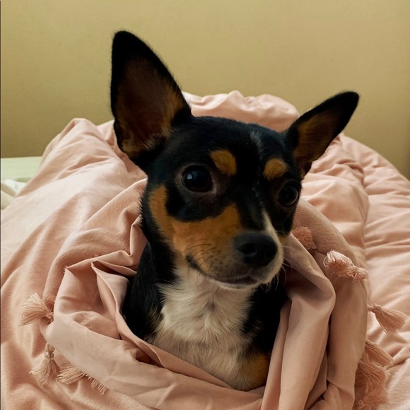 Meet your Posher, Emily Ann - Picture 6 of 8